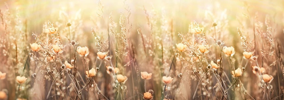 Küchenrückwand - Blumenfeld mit Sonnenstrahlen