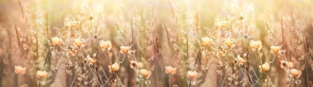 Küchenrückwand - Blumenfeld mit Sonnenstrahlen