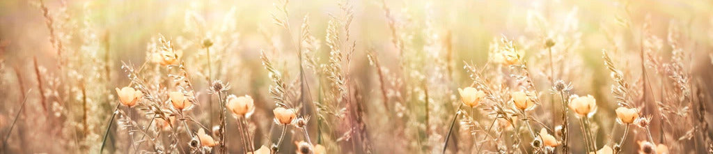 Küchenrückwand - Blumenfeld mit Sonnenstrahlen