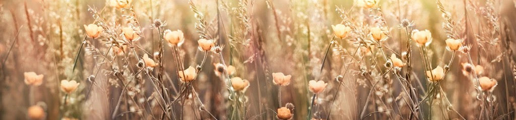 Küchenrückwand - Blumenfeld mit Sonnenstrahlen