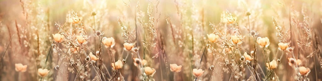 Küchenrückwand - Blumenfeld mit Sonnenstrahlen