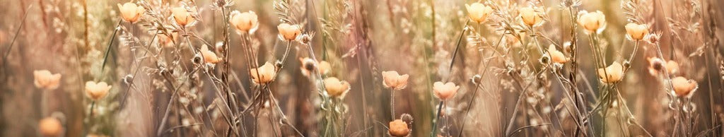 Küchenrückwand - Blumenfeld mit Sonnenstrahlen