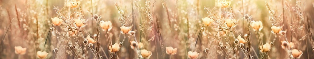 Küchenrückwand - Blumenfeld mit Sonnenstrahlen