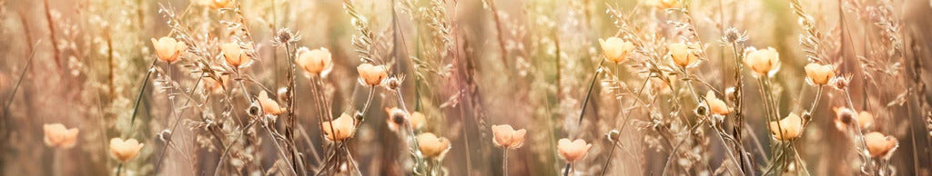 Küchenrückwand - Blumenfeld mit Sonnenstrahlen