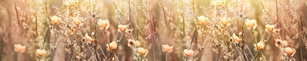 Küchenrückwand - Blumenfeld mit Sonnenstrahlen