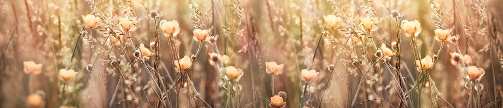 Küchenrückwand - Blumenfeld mit Sonnenstrahlen