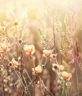 Küchenrückwand - Blumenfeld mit Sonnenstrahlen