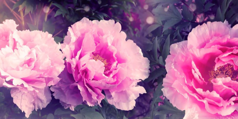 Küchenrückwand - Rosa-Weiße Pfingstrosen