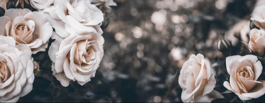 Küchenrückwand - Weisse Pastell- Rosen - Fine Art