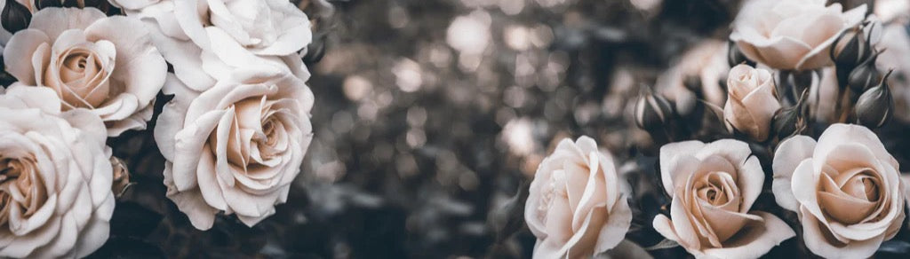 Küchenrückwand - Weisse Pastell- Rosen - Fine Art