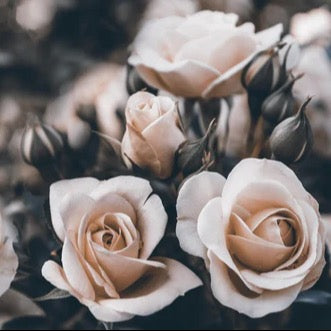 Küchenrückwand - Weisse Pastell- Rosen - Fine Art