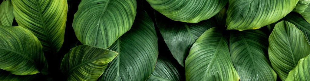 Küchenrückwand - Große grüne Blätter