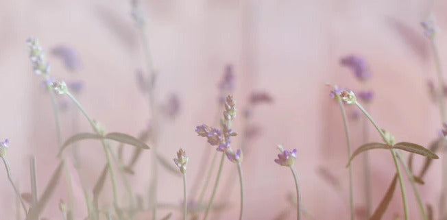 Küchenrückwand - Lavendel