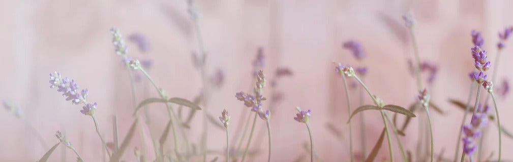 Küchenrückwand - Lavendel