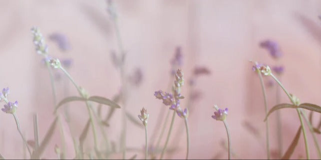 Küchenrückwand - Lavendel