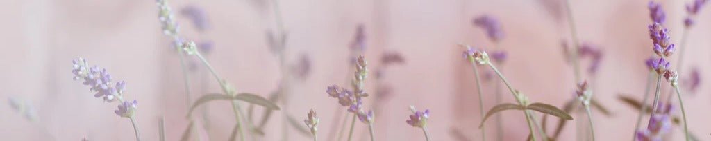 Küchenrückwand - Lavendel