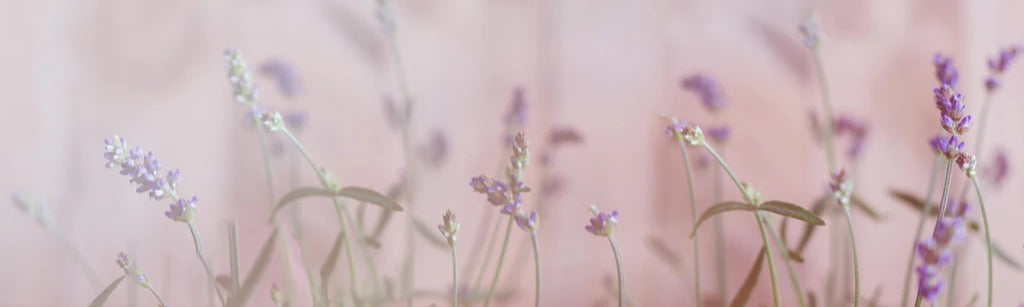 Küchenrückwand - Lavendel