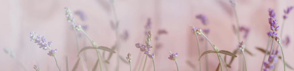 Küchenrückwand - Lavendel