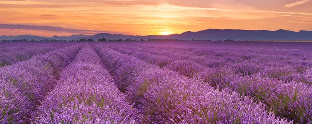 Küchenrückwand - Sonnenaufgang über Lavendelfelder - Provence