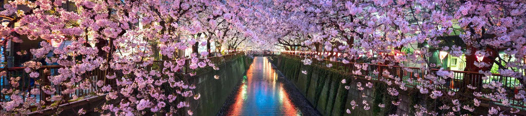 Küchenrückwand - Kirschblüten bei Nacht Nakameguro - Tokio