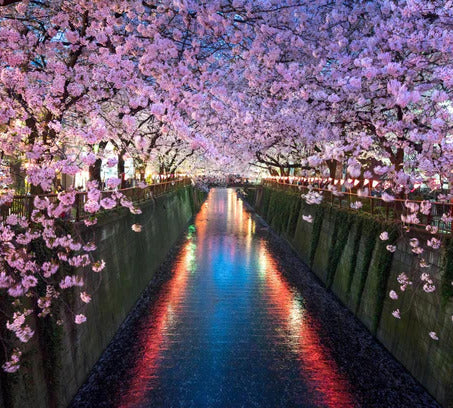 Küchenrückwand - Kirschblüten bei Nacht Nakameguro - Tokio