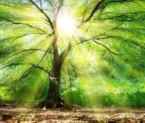 Küchenrückwand - Energiegeladener Wald