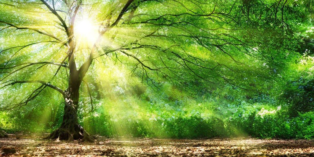 Küchenrückwand - Energiegeladener Wald