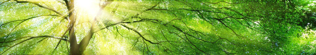 Küchenrückwand - Energiegeladener Wald