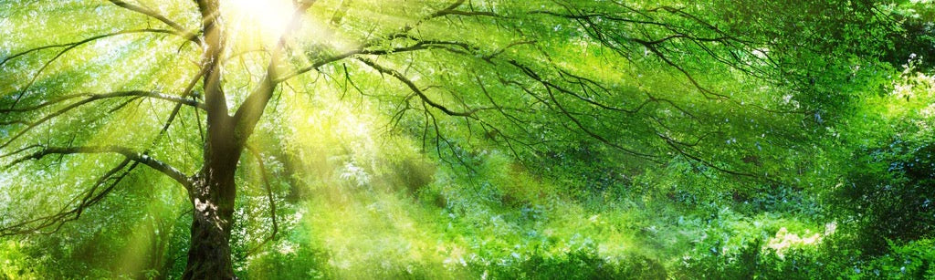 Küchenrückwand - Energiegeladener Wald