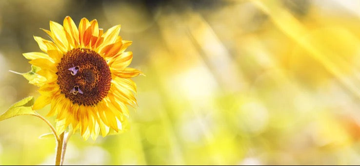 Küchenrückwand - Sonnenblume