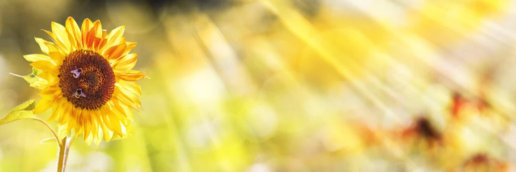 Küchenrückwand - Sonnenblume