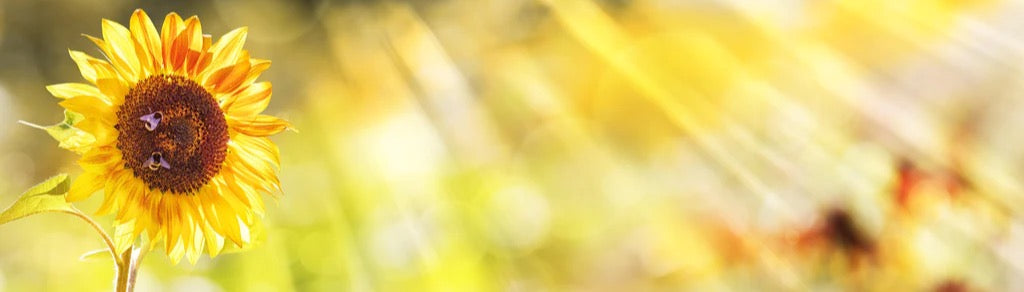 Küchenrückwand - Sonnenblume