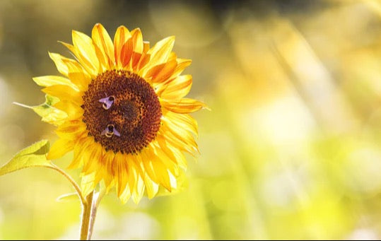 Küchenrückwand - Sonnenblume