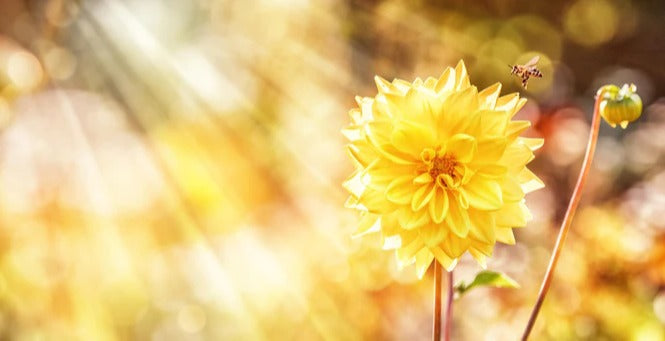 Küchenrückwand - Gelbe Dahlie