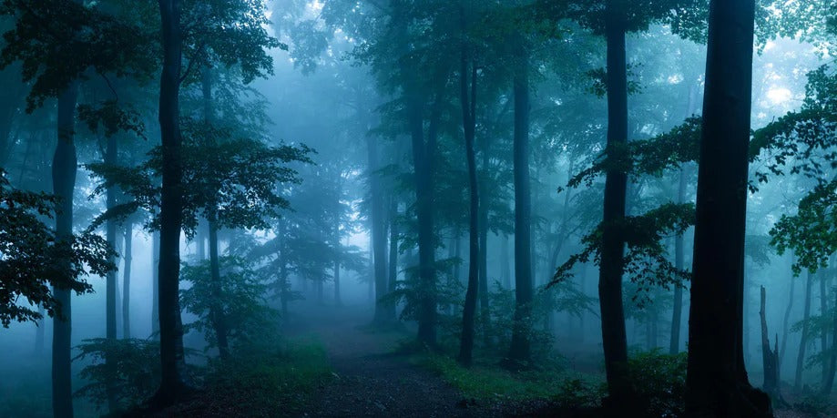 Küchenrückwand - Nebliger Wald