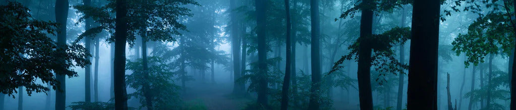 Küchenrückwand - Nebliger Wald