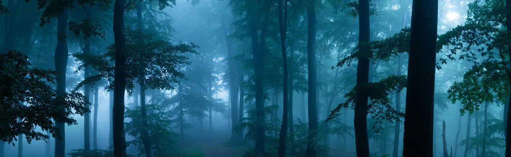 Küchenrückwand - Nebliger Wald