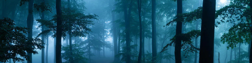 Küchenrückwand - Nebliger Wald