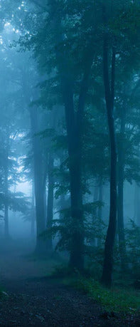 Küchenrückwand - Nebliger Wald