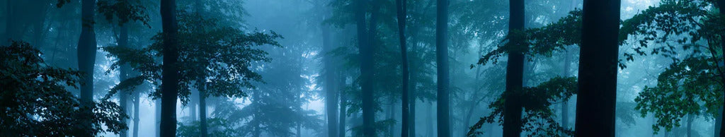 Küchenrückwand - Nebliger Wald