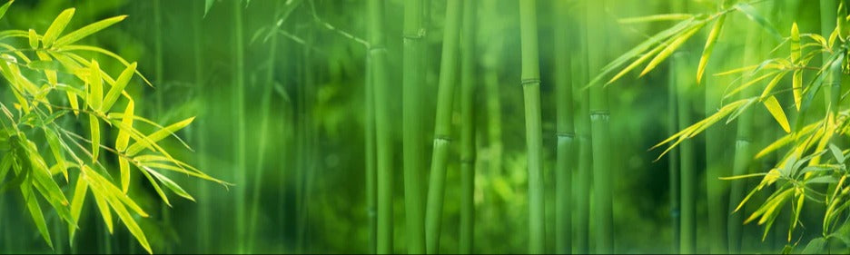 Küchenrückwand - Bambuswald