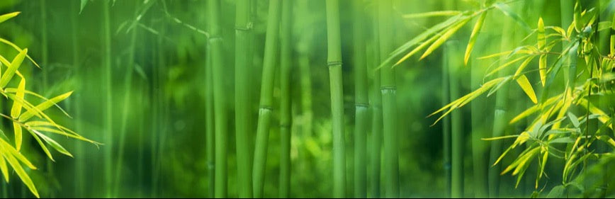 Küchenrückwand - Bambuswald