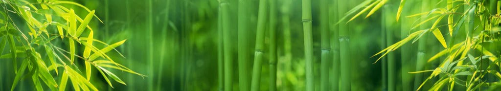 Küchenrückwand - Bambuswald