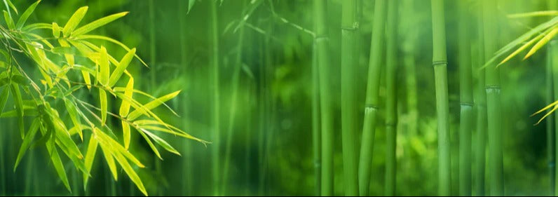 Küchenrückwand - Bambuswald