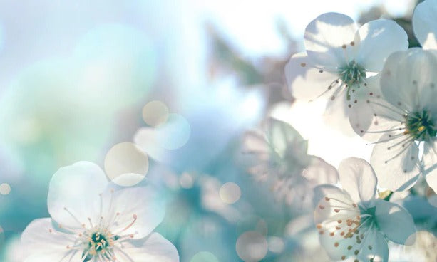 Küchenrückwand - Kirchbaum Frühlings-Blüten