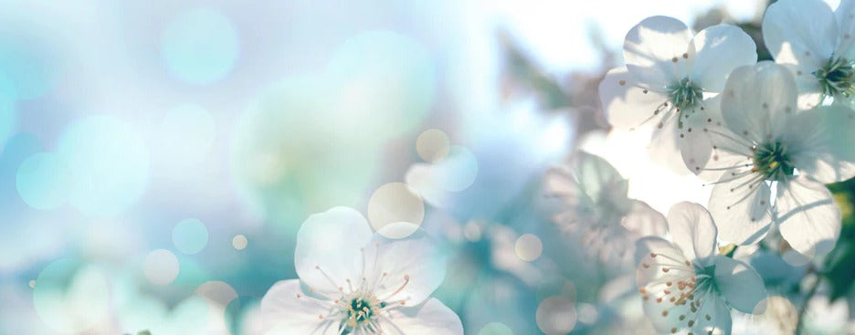 Küchenrückwand - Kirchbaum Frühlings-Blüten