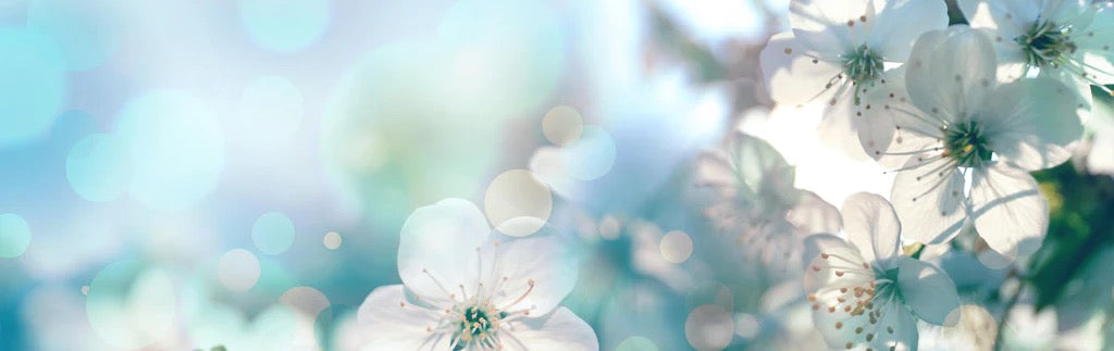 Küchenrückwand - Kirchbaum Frühlings-Blüten