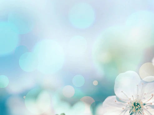 Küchenrückwand - Kirchbaum Frühlings-Blüten