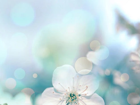 Küchenrückwand - Kirchbaum Frühlings-Blüten