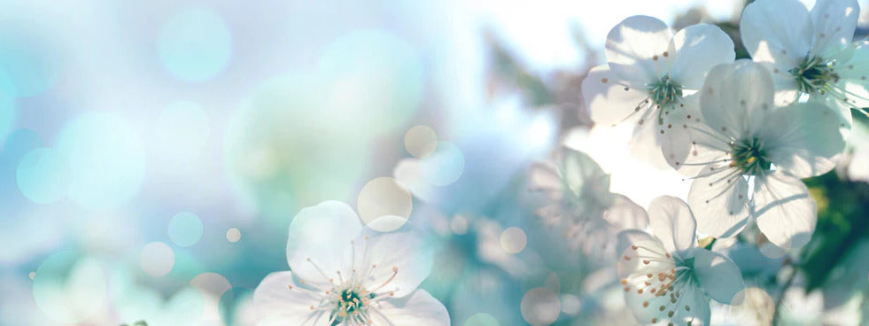 Küchenrückwand - Kirchbaum Frühlings-Blüten